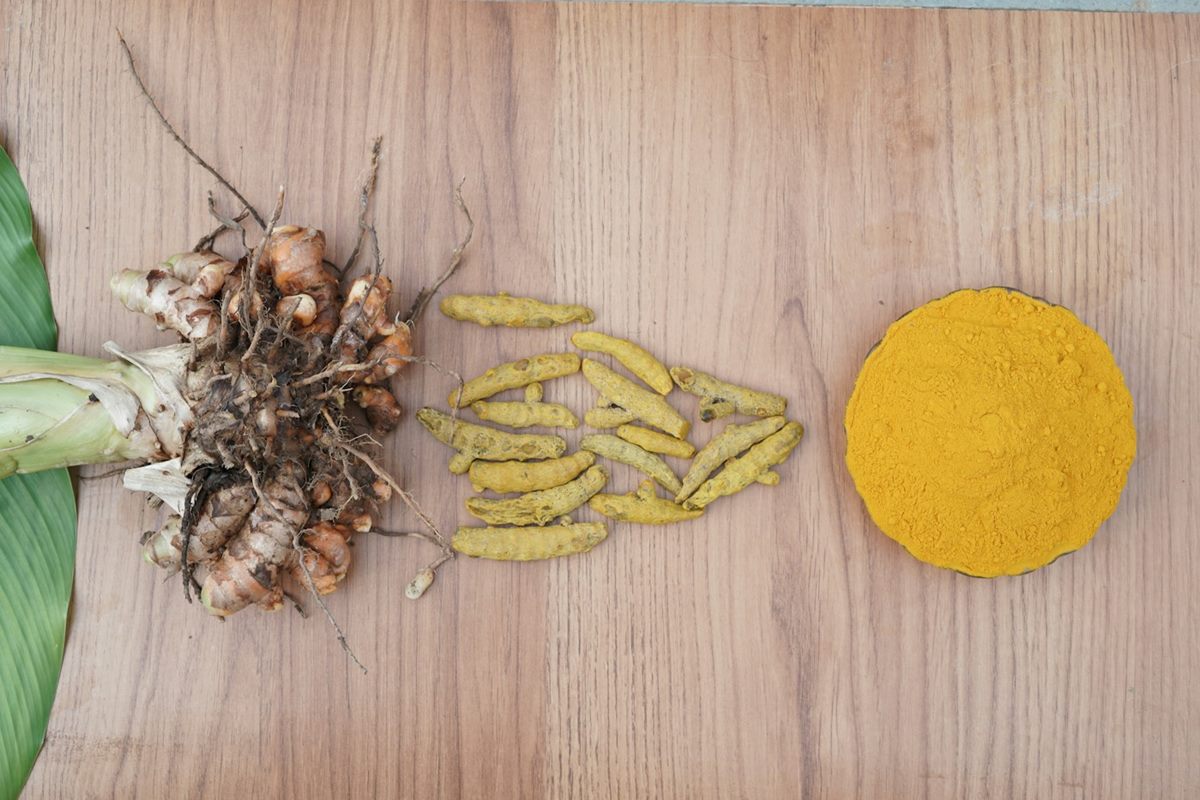 A fresh turmeric plant, dried turmeric roots and a bowl of ground turmeric on a wooden table